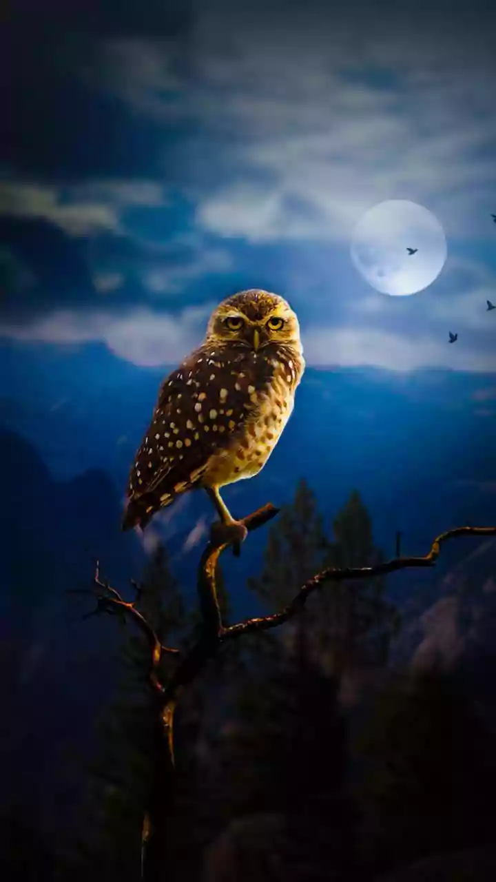 Night Owls of the Avian World: Decoding Why Birds Sing After Dark