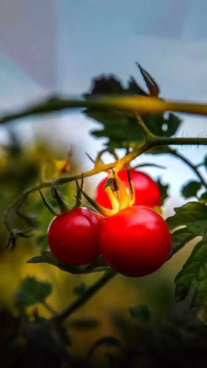 Mastering Tomato Cages: Your Guide to Sturdy Support and Bountiful Harvests