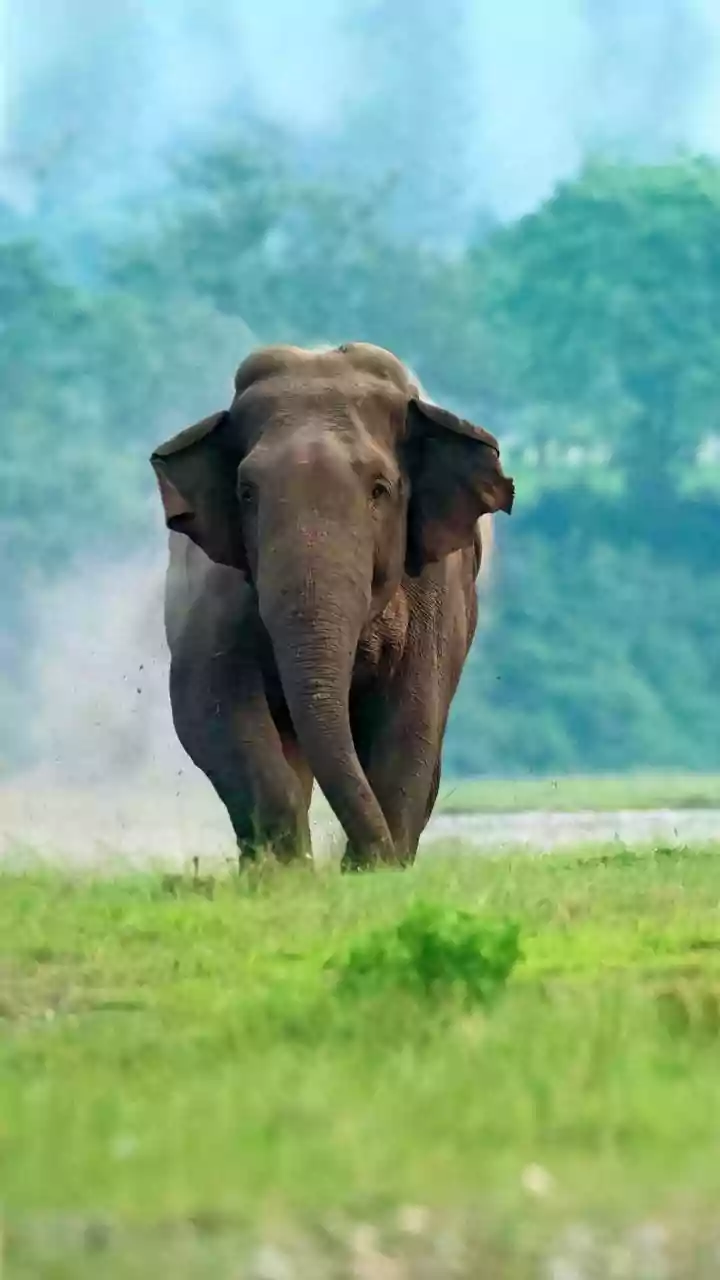 Chinna Matarlapalle farmer killed by 6 wild elephants near Kuppam