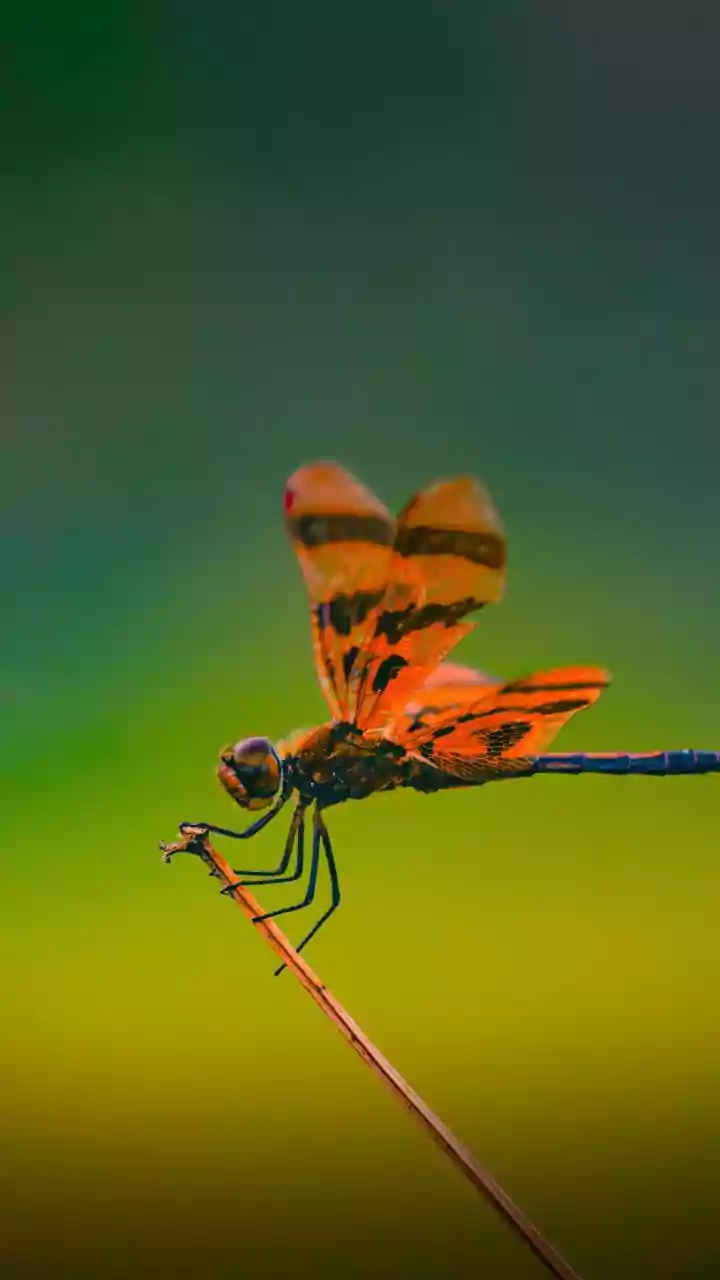 Dragonfly Survey Highlights Delhi's Wetland Health
