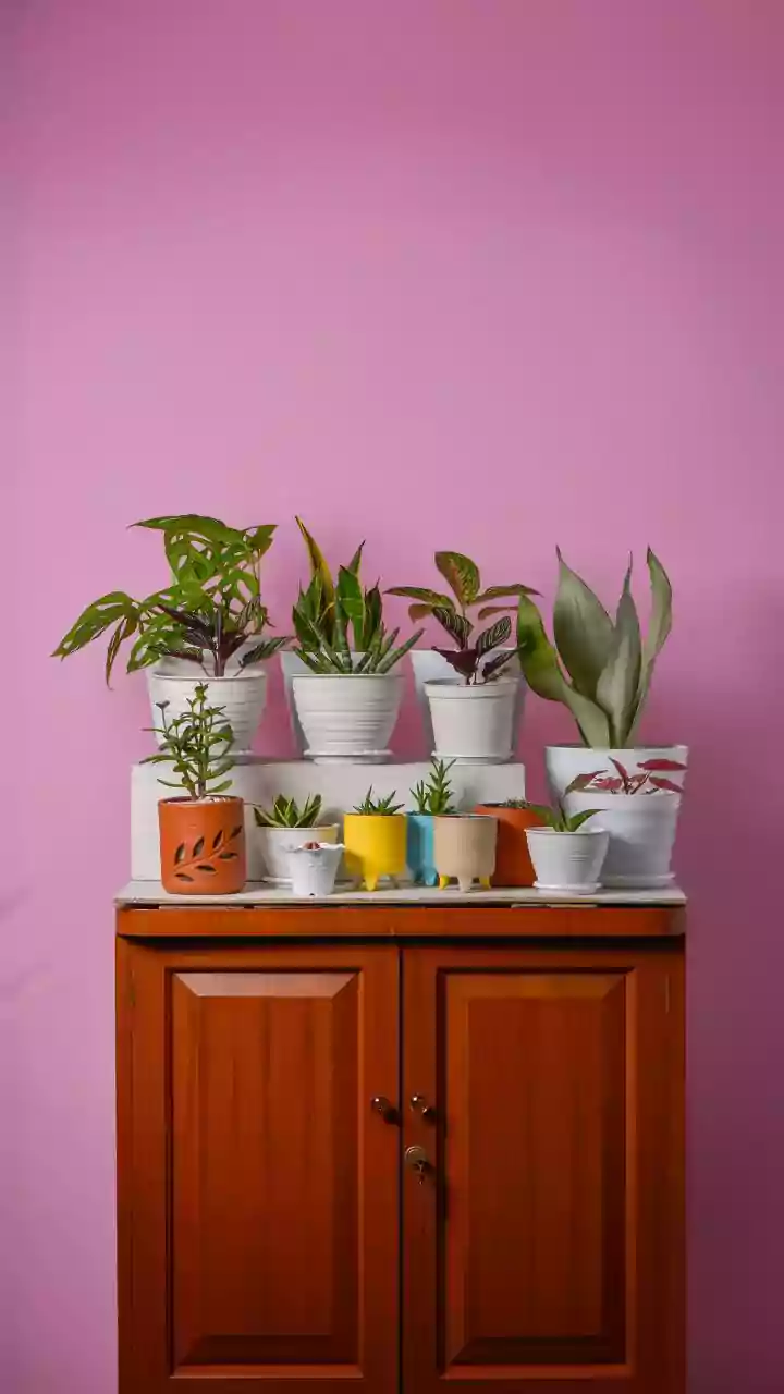 Slow-Growing Houseplants May Need Repotting Less Often