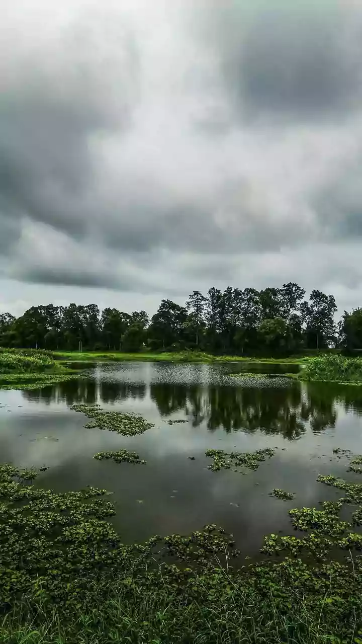 How Uneven Rainfall May Shape The Next Chapter Of India's Forest Story