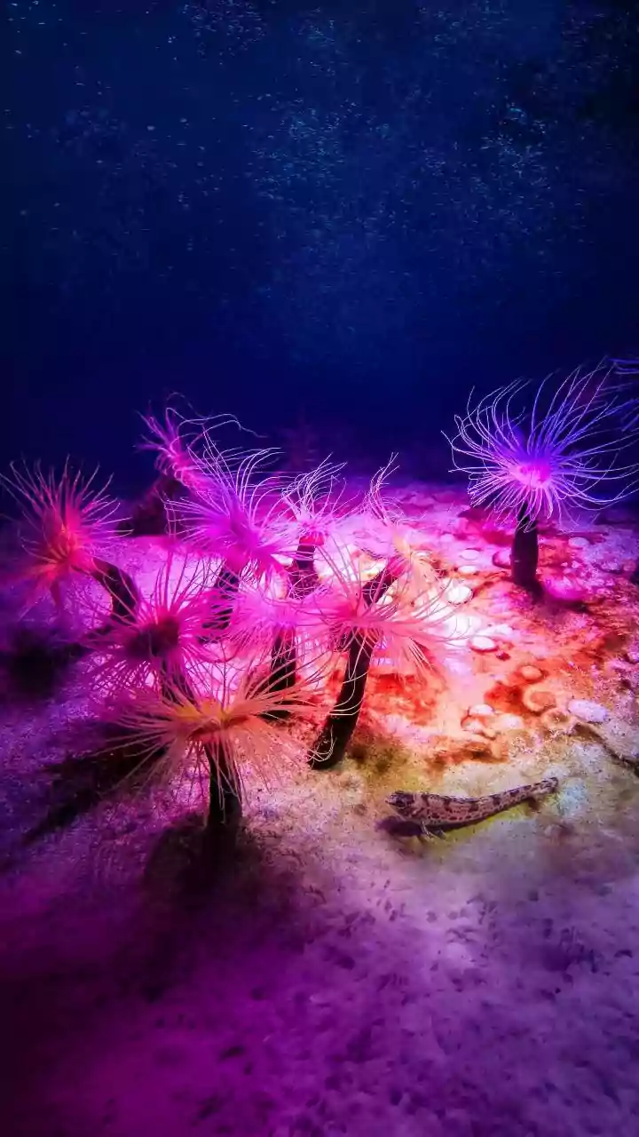Dive into Lake Malawi: An Underwater Paradise Bursting with Cichlid Life!