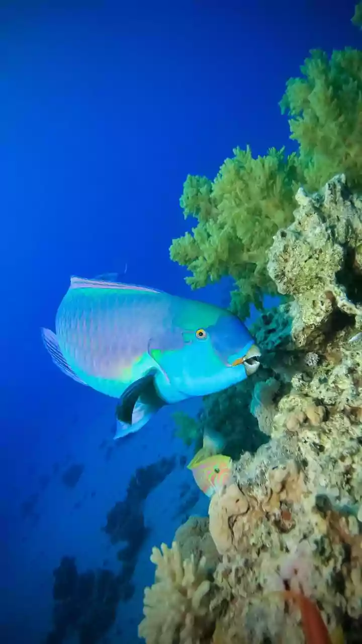 Why Resilient Coral Species Offer New Hope For Restoring Thermal Stressed Coastal Ecosystems