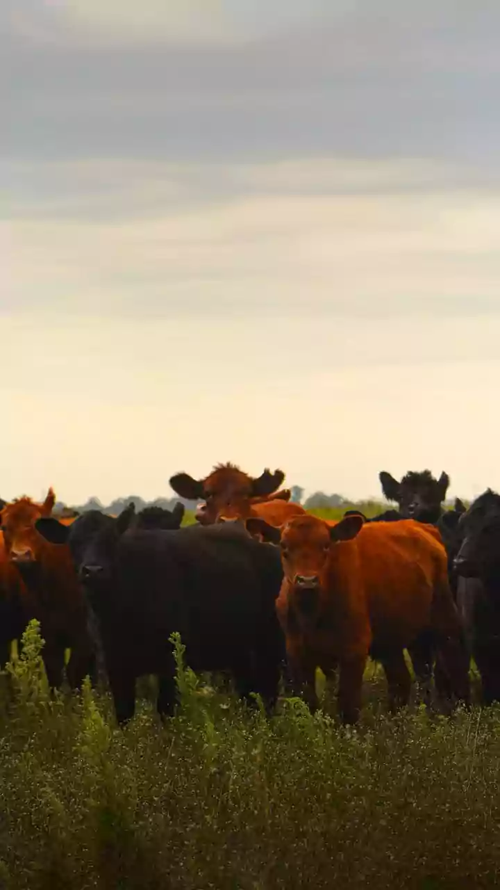 UP: Gangster involved in cattle theft held after encounter in Shahjahanpur