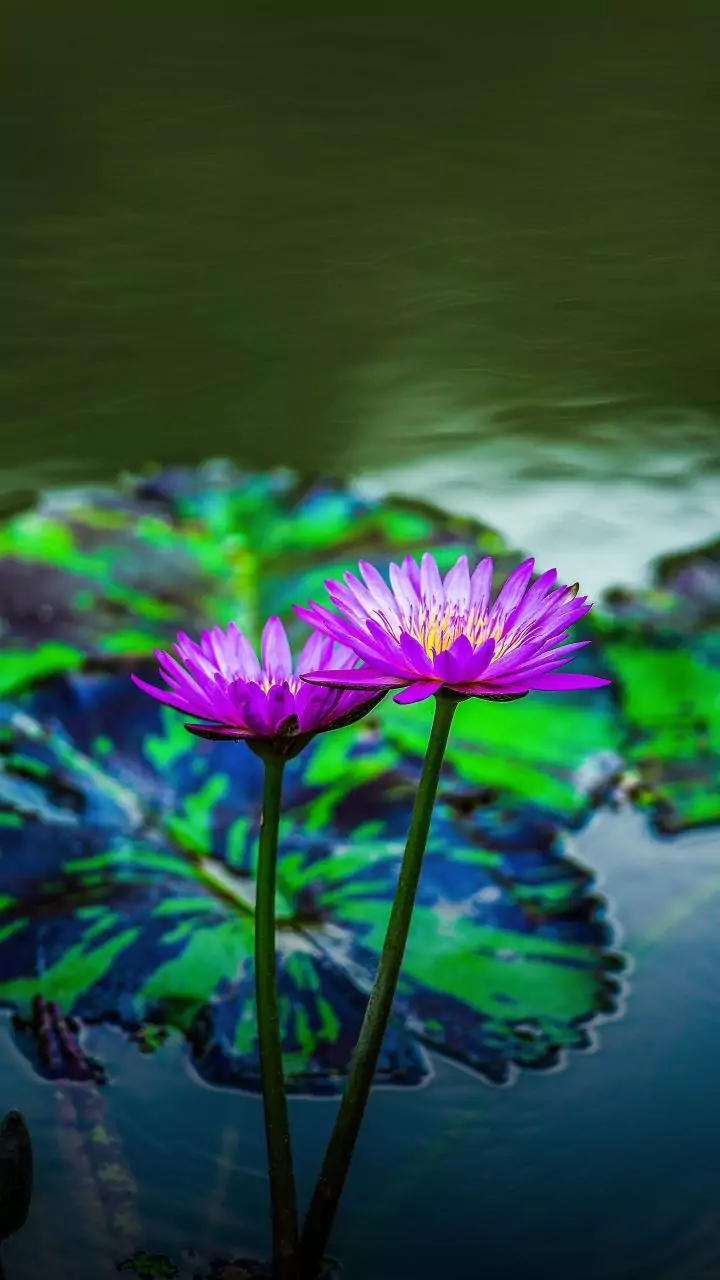 Três plantas belíssimas que crescem e florescem na água