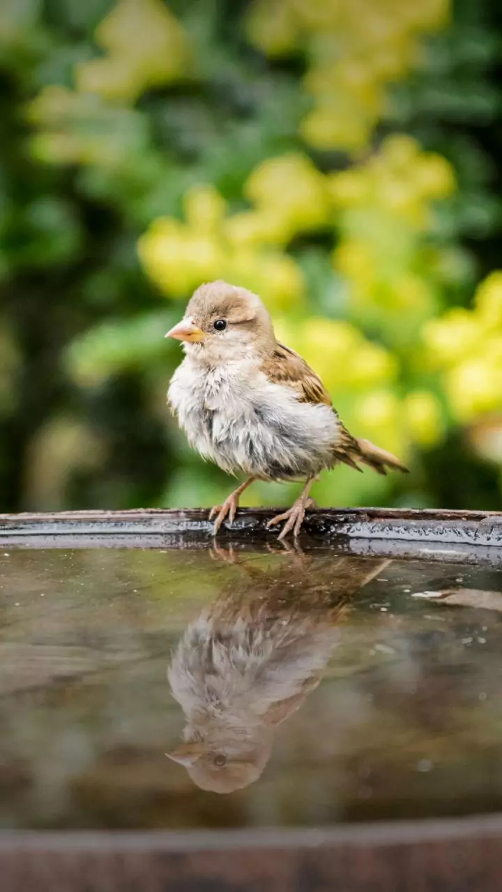 5 maneiras fáceis de impedir que os pássaros façam cocô no seu pátio