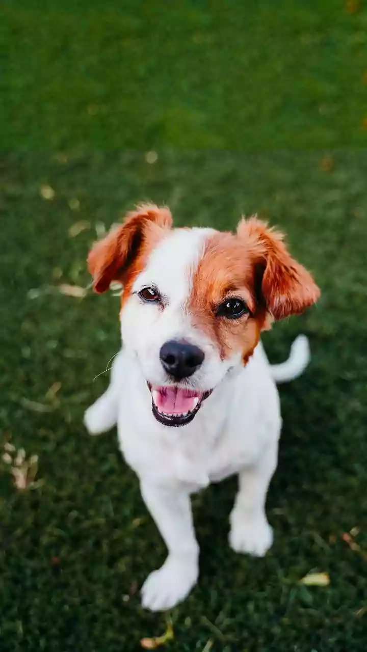 Jaipur's Mega Pet Carnival Makes a Case for Checking Adoption Services