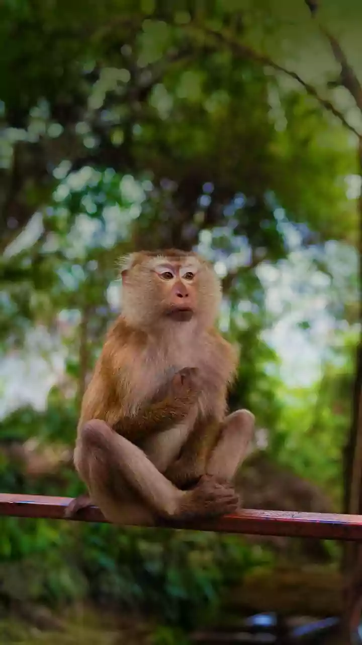 15 monkeys dead, 80 hurt in suspected poisoning in Telangana