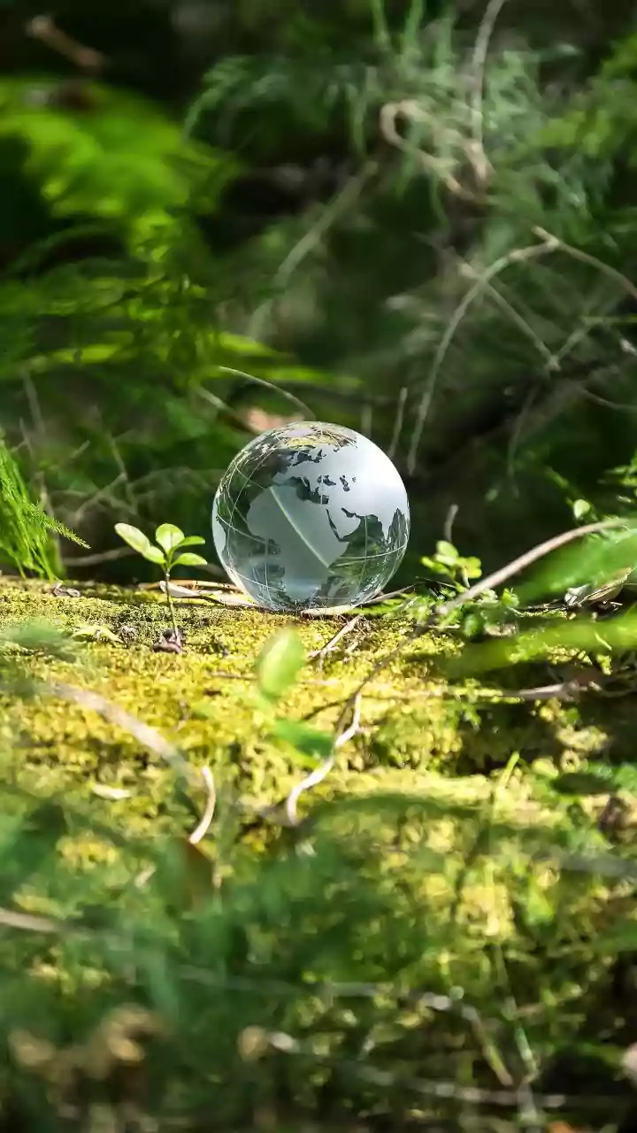 The Research Shows Why Climate Adaptation And Forest Conservation Must Advance Together