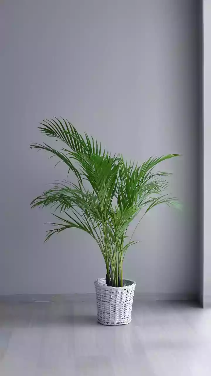 Five Easy Indoor Plants And Clay Dehumidifiers That Reduce Dampness In Rental Homes