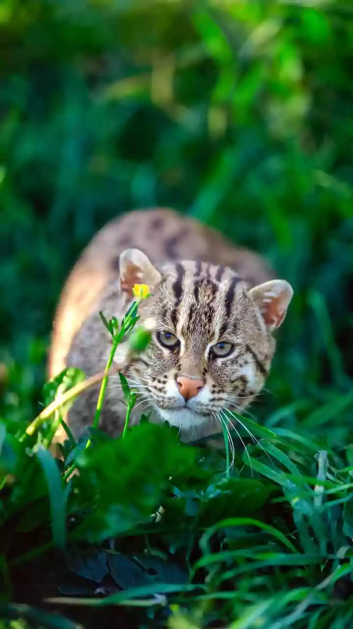 Slit Pupils: The Secret of Feline Hunting Prowess Revealed