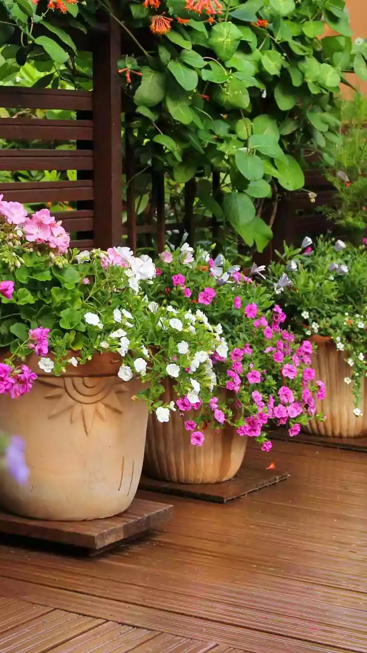 Easy Pot Plants That Love The Rain