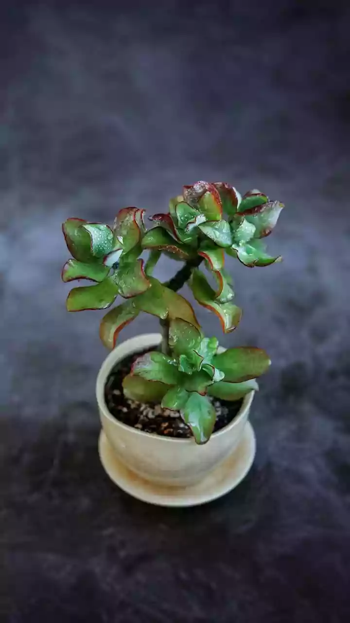 Don't Let Damp Weather Lead To Overwatered Houseplants
