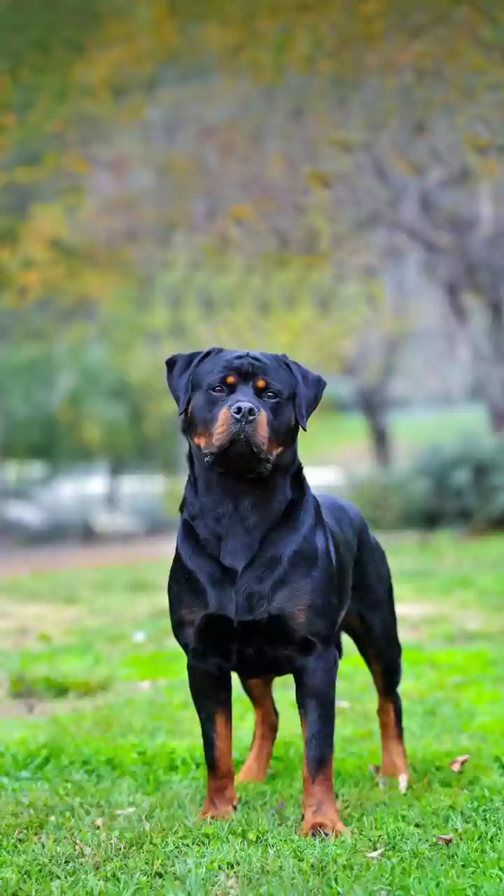 6 melhores raças de cães para proteção residencial