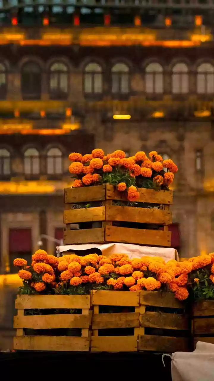 Why Marigolds And Chrysanthemums Are Easy-To-Grow October Flowers For Indian Apartment Gardeners