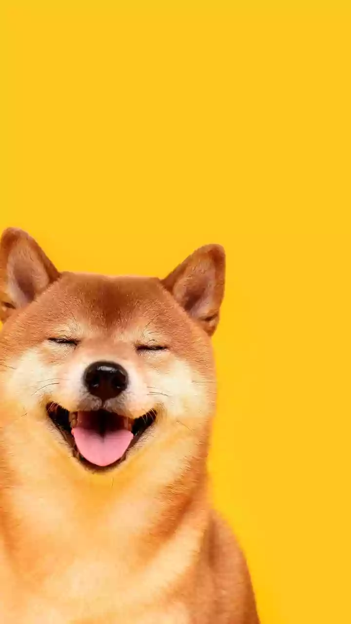 Cancelled Walks Need Better Pet Entertainment Now
