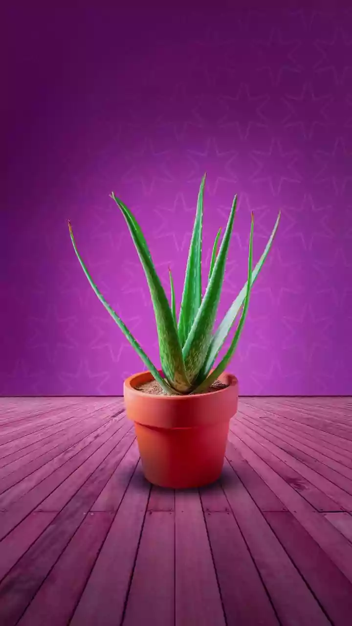 Basil, Mint And Aloe Are Tiny Home Heroes