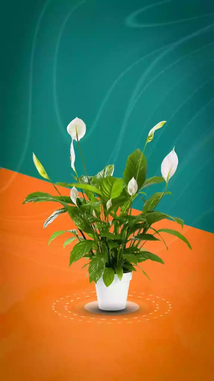 Indoor Plants And Household Air Quality: Understanding Claims About Air Purification