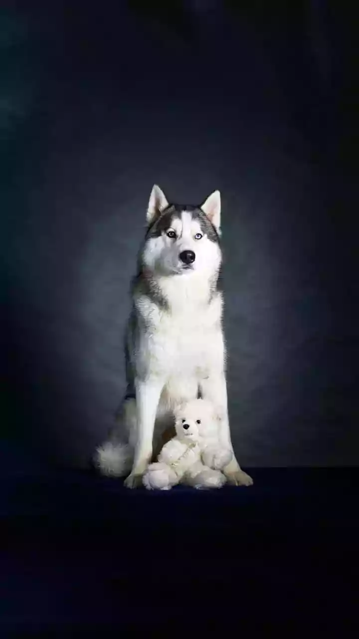 Dogs 10,000 years ago roamed with bands of humans and came in all shapes and sizes