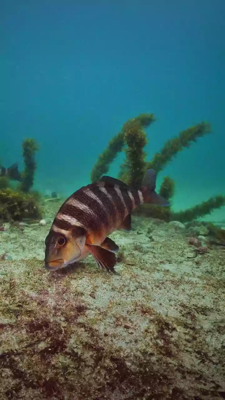 Fish's Winter Survival: Secrets of Oxygen-Free Life