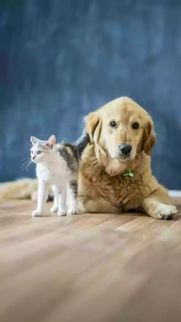 Before Mopping, Plan Where Pets Will Wait Until the Floor Dries