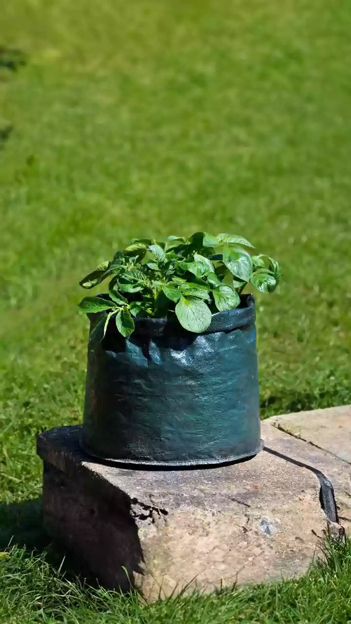 A Closer Look At Expectations For Indoor Fruit In Indoor Cranberry Gardening