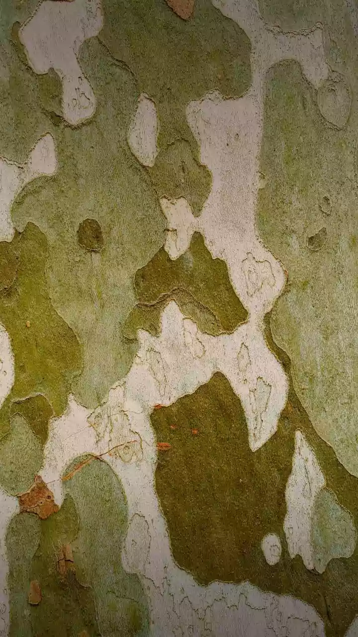 Your Nose: A Fungal Frontier? Unveiling the Nasal Mycobiome's Link to Respiratory Health