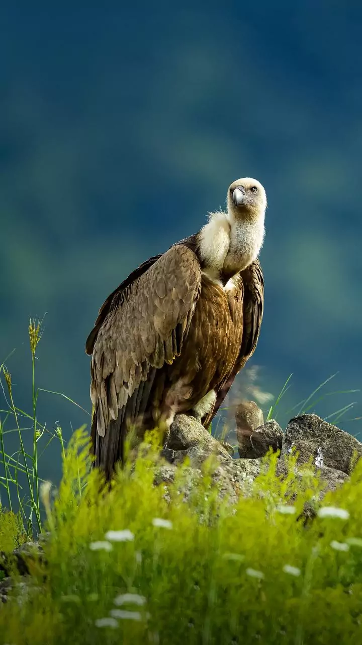 Earlier released vultures guide new batch during soft release at Pench
