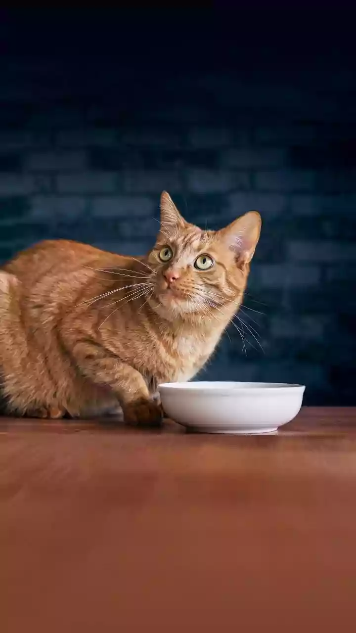 A Pet Feeding Station Should Be Easy to Dismantle and Wash