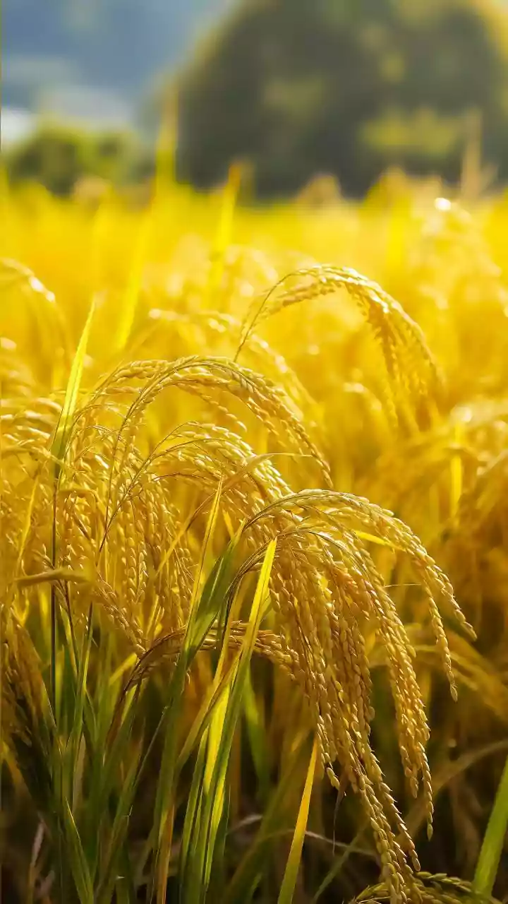 Beyond crop diversity as an environmental slogan, Crop Diversity And Hidden Hunger highlights micronutrient security, farm resilience and rural die...