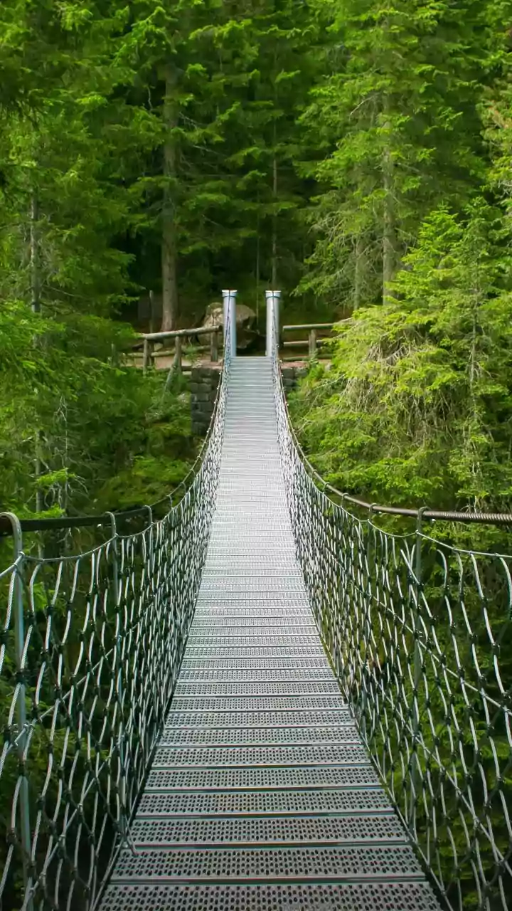 These Elevated Forest Trails Are Pure Bliss