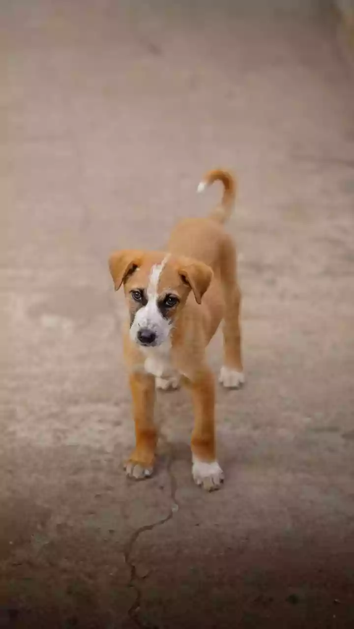 Ludhiana: Stray dog attack leaves 10 injured, tests positive for rabies