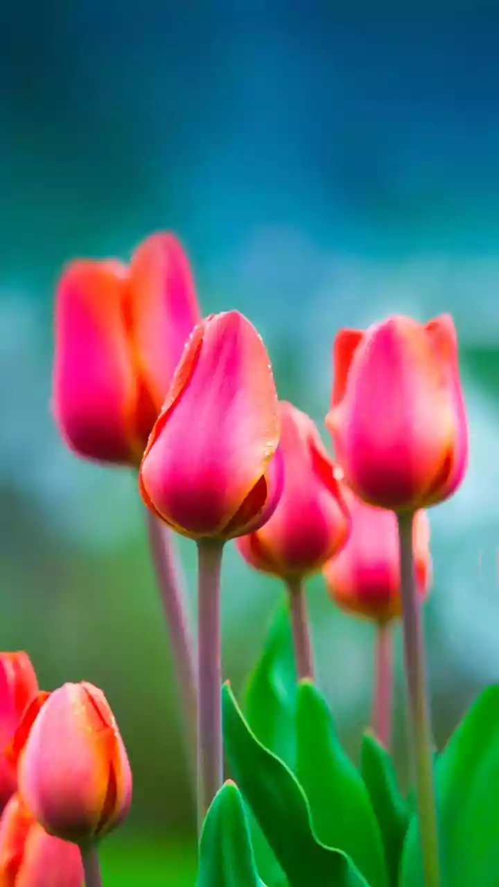 Mastering Tulip Planting: The Perfect Autumn Timing for Spring Blooms