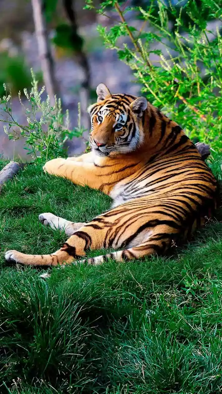 Behold Nature's Marvels: 6 Animal Superpowers Humans Can Only Dream Of