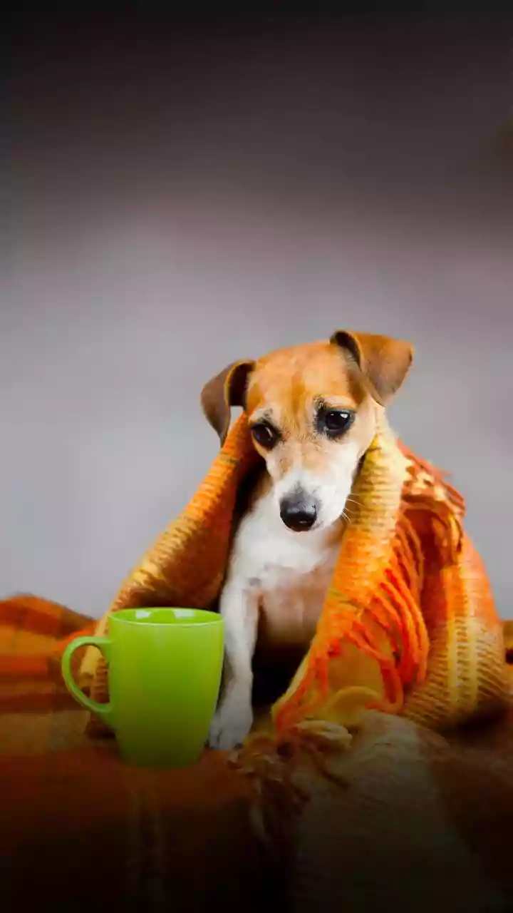 Why Indian Pet Households Study ASPCA Toxin Safety Data