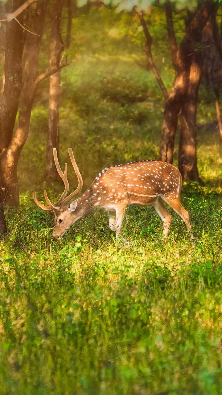 Forest dept team arrests villager for killing barking deer