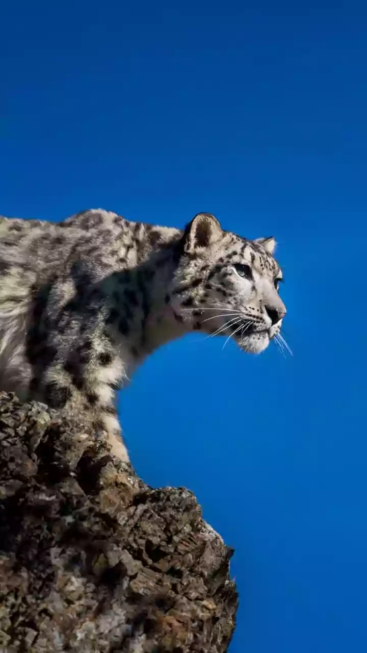 Eight Elusive Wonders: Animals You're Unlikely to Ever Witness in the Wild