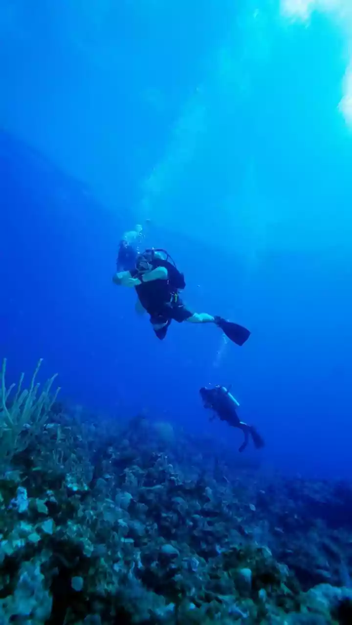 How Marine Biologists Identify Heat Resilient Coral Genes To Combat Widespread Bleaching Events