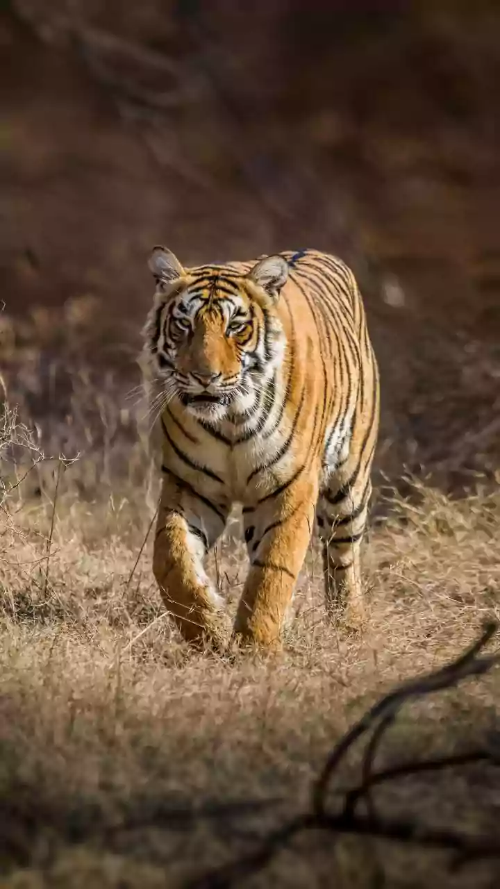 5 Prime Indian Safari Gates for Tiger Spotting
