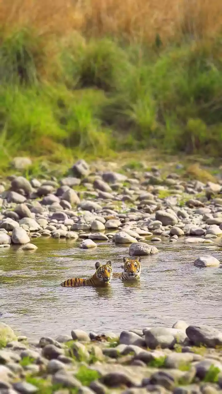 Tiger Sightings: Top Safari Gates in North India