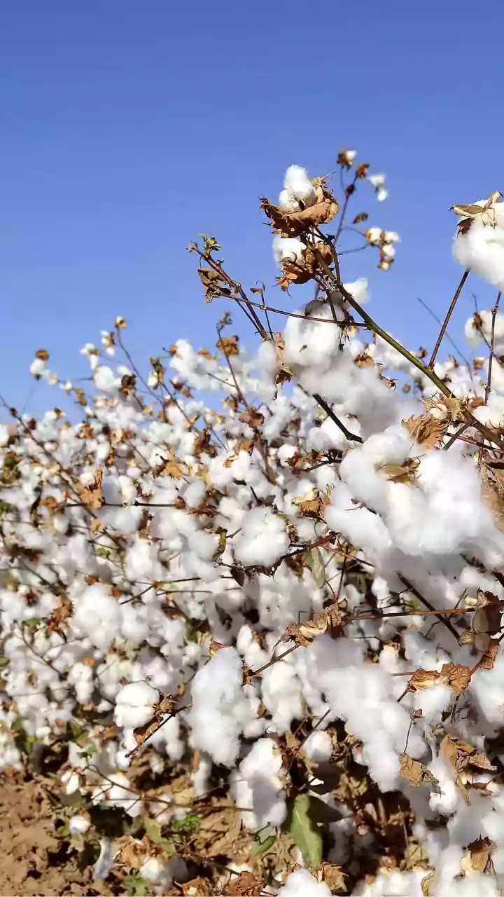 Punjab Crop Diversification in Focus: Record-Low Cotton Sowing