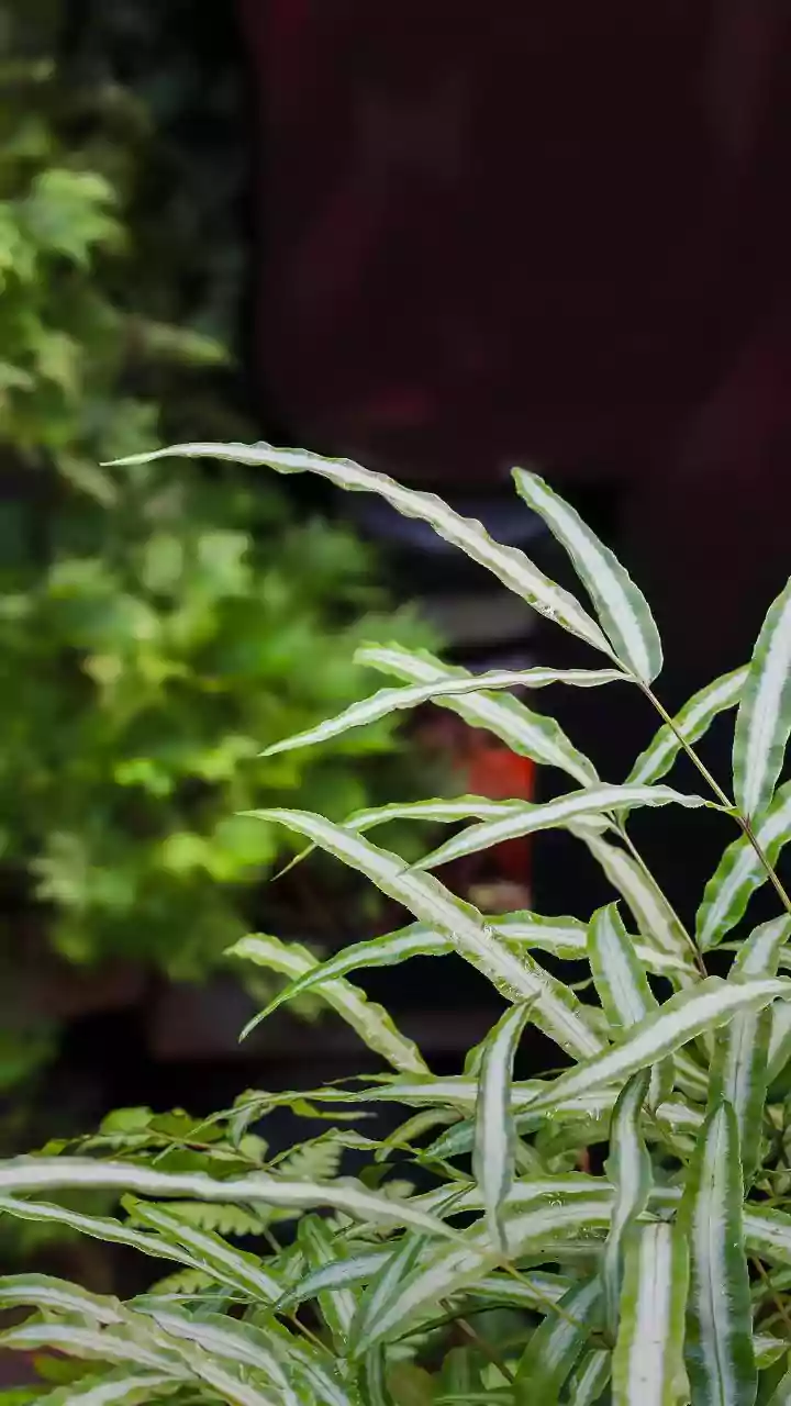 A Closer Home-Design Look At Low-Water Planting Beyond Droughts Through The Low-Water Gardening Shift
