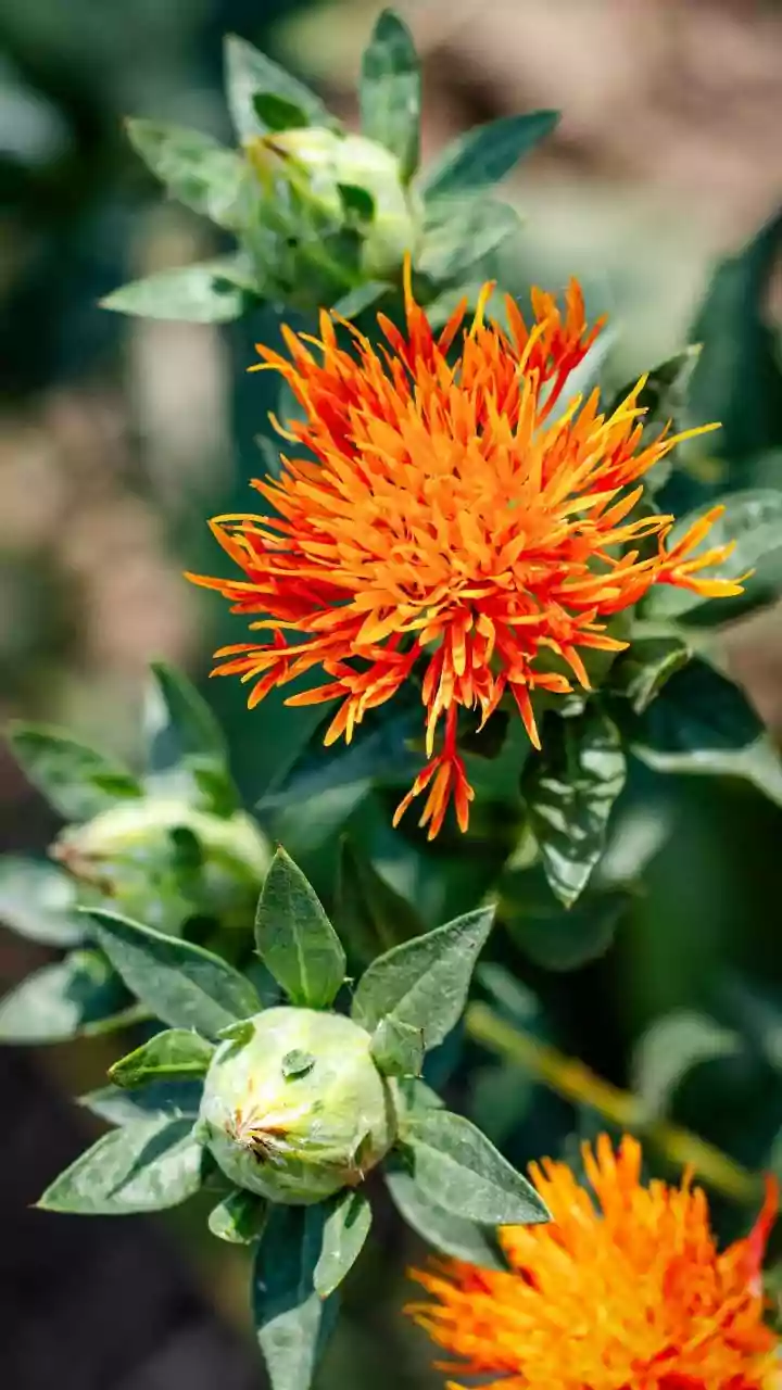 Thriving Safflower in Pots: A Comprehensive Guide for Urban Gardeners