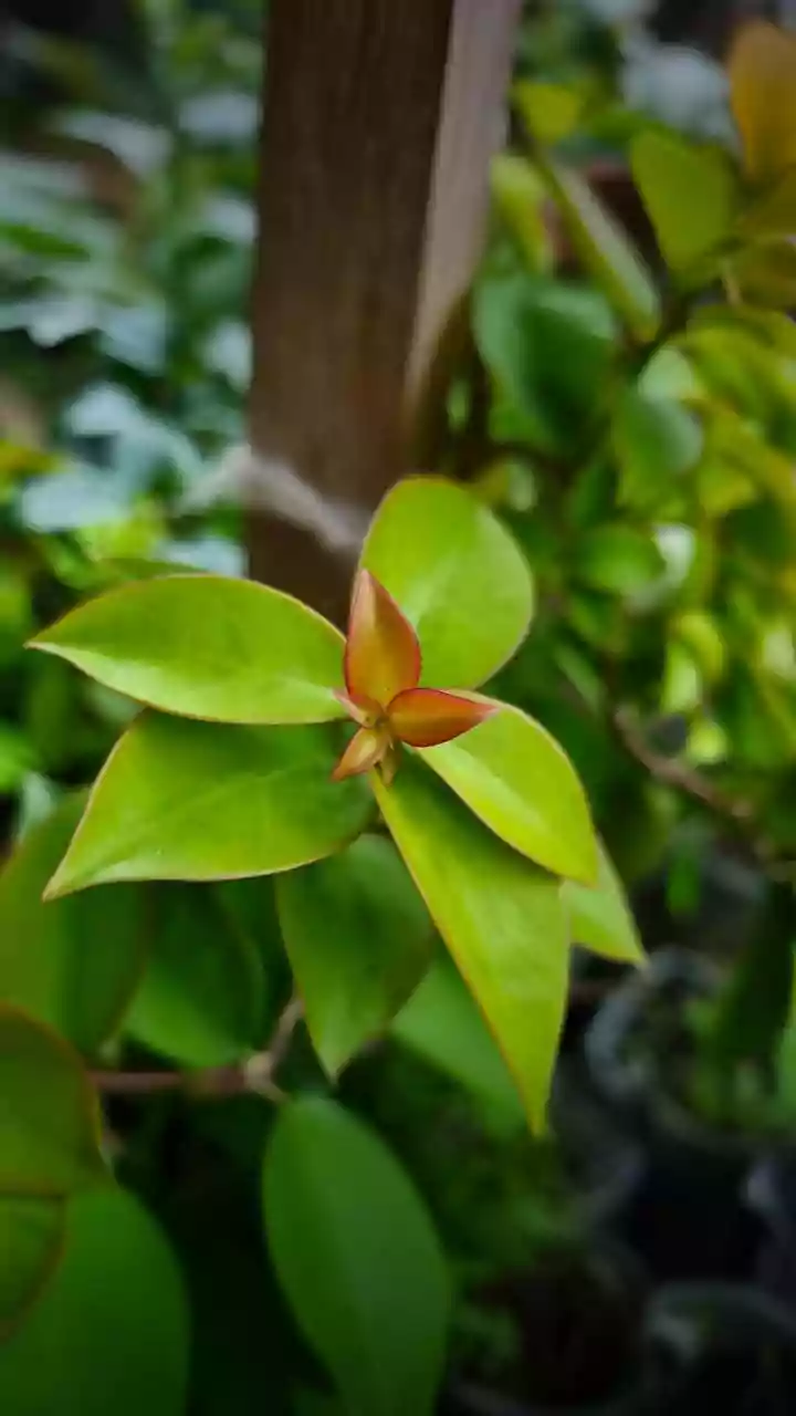 Remove Weak and Crossing Stems Before Buying New Plants