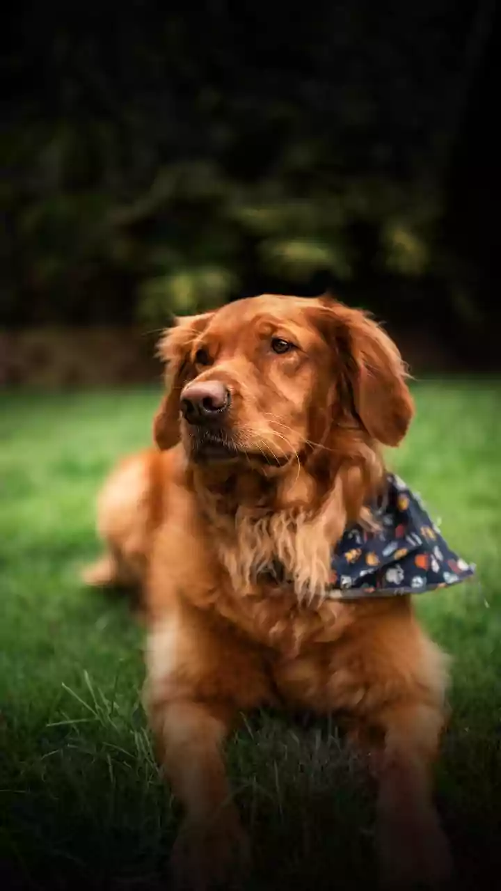 Your Pet Needs These Trendy Lightweight Organic Cotton Bandanas Now