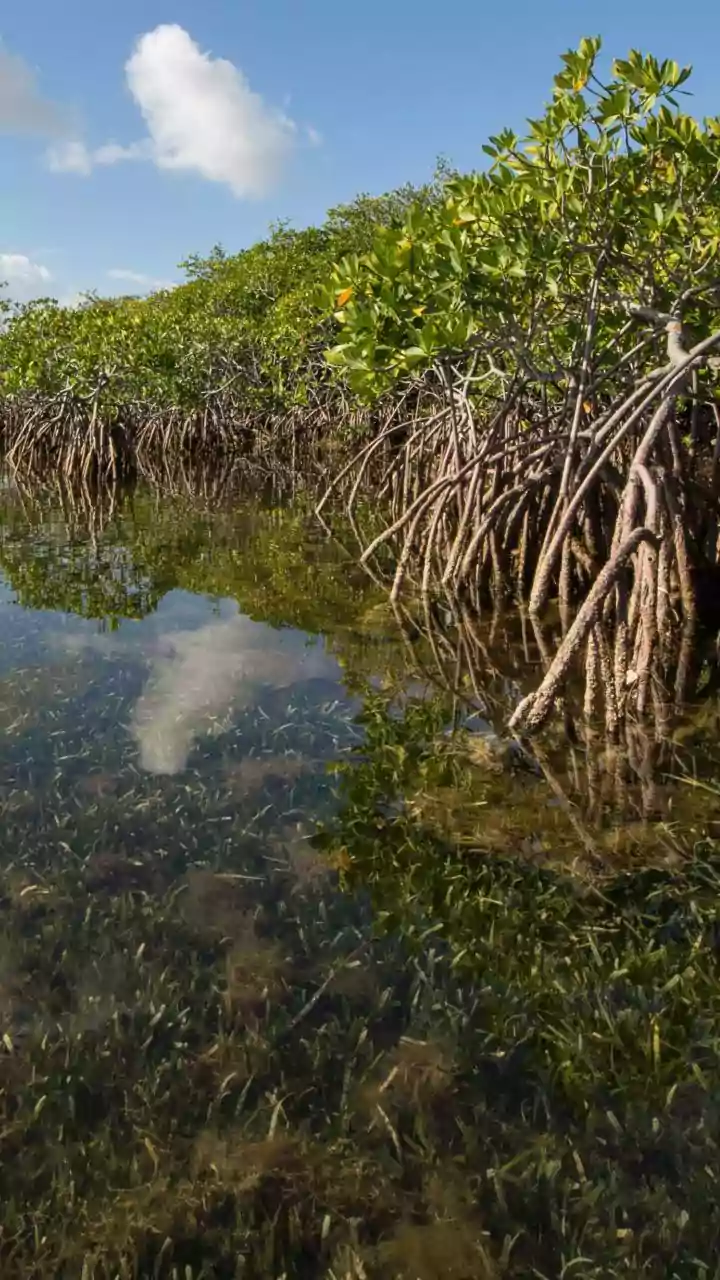 Why Protecting Coastlines Could Also Matter for Climate and Carbon Goals