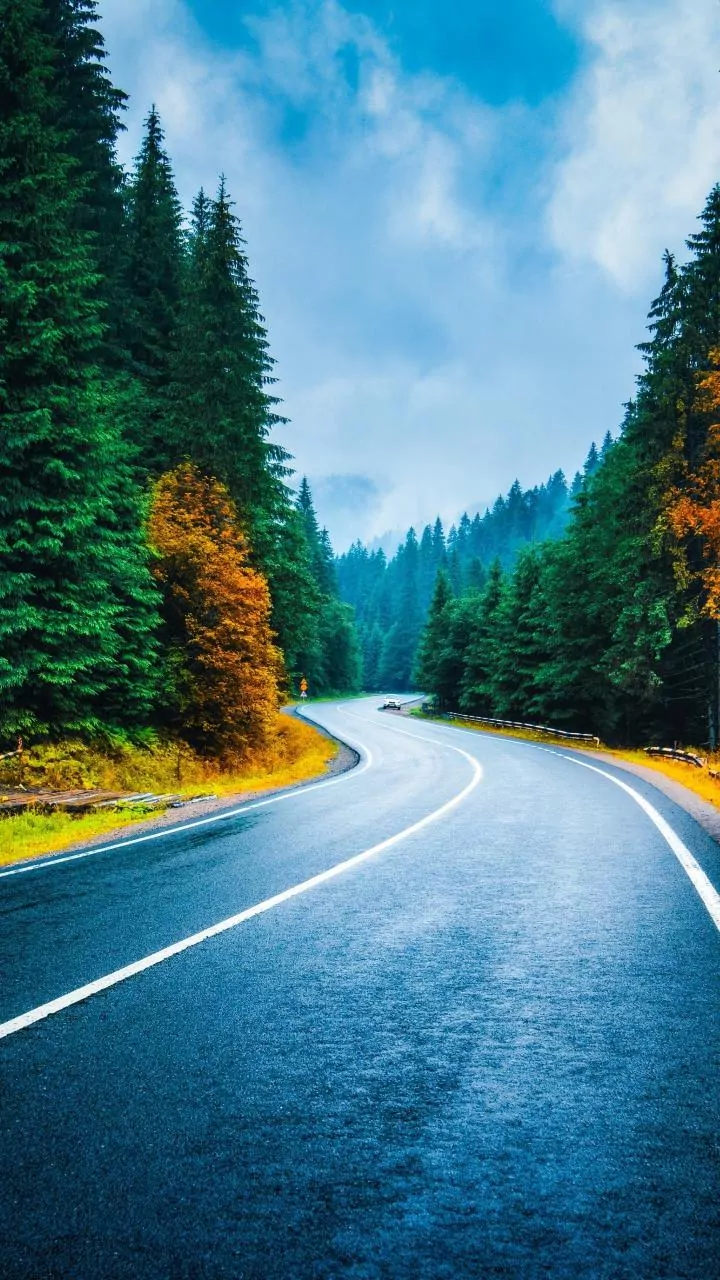 Why Scientists Are Watching India's Forests As Monsoon Rainfall Becomes Less Predictable