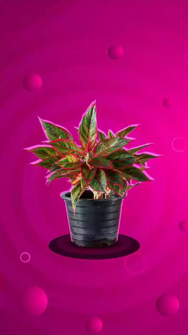 Monsoon Weather Makes Houseplants Feel More Valuable
