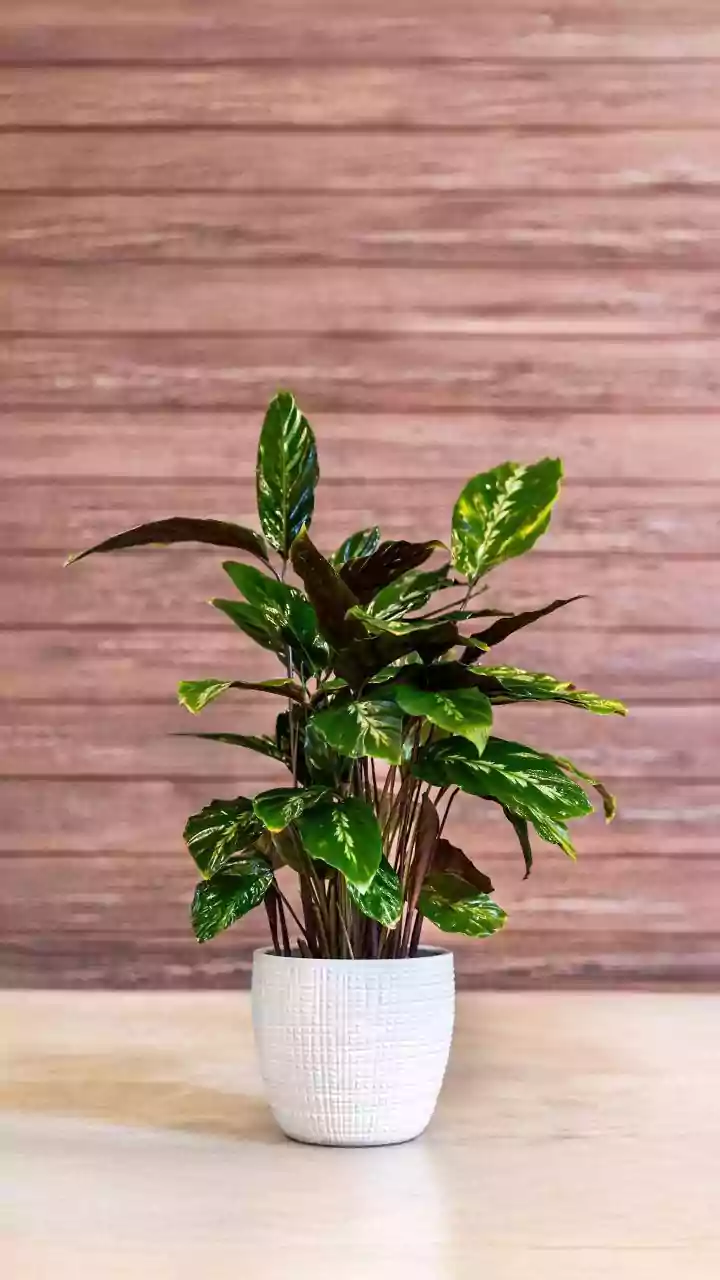 Fresh Scientific Review Examines The Air Purifying Reputation Of Houseplants